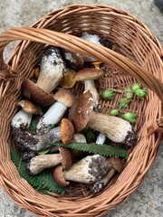 basket of mushrooms
