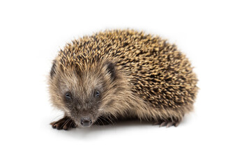 young european hedgehog isolated on white