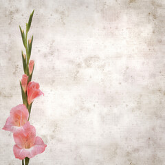 textured old paper background with gentle pink Gladiolus