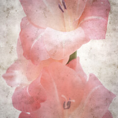 textured old paper background with gentle pink Gladiolus