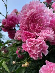 pink hydrangea flowers