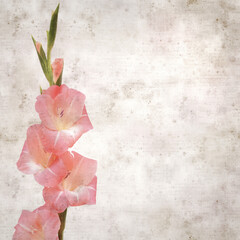 textured old paper background with gentle pink Gladiolus
