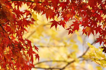 紅葉