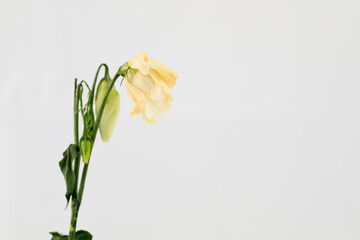 A little rose and little buds wither