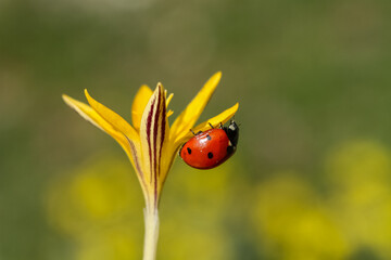 seven-spot ladybird on leaf in nature