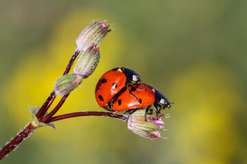 seven-spot ladybird on leaf in nature