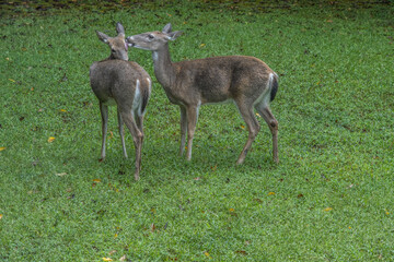 Fototapeta premium Deer grooming each other