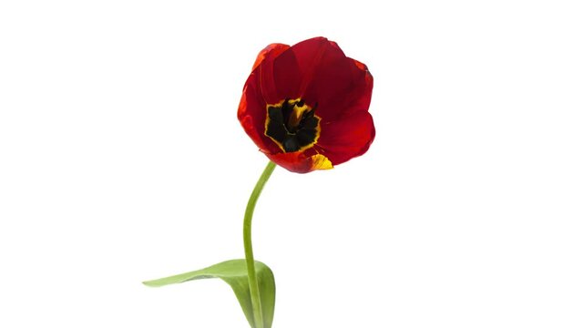Timelapse of red tulip flower blooming on white background,