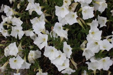 white flowers in the garden