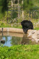 Black Bear Sitting at Pond
