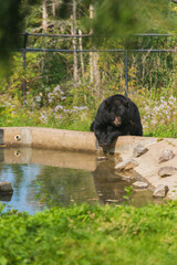 Black Bear by Pond