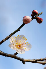 梅の花