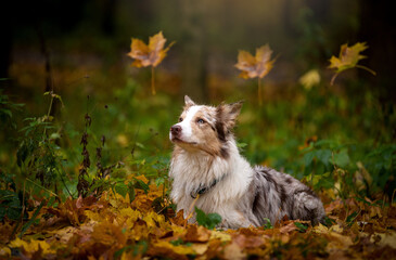 Fototapeta na wymiar Dog, border collie breed portrait close-up, autumn in the Park, yellow leaves and maple leaves on the head