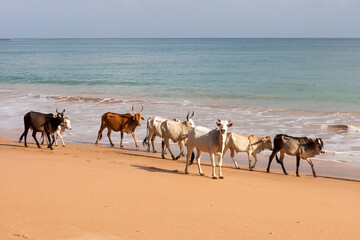 Fototapeta na wymiar Group of cows at the sea coast at Buttler Bay, Andaman Islands.