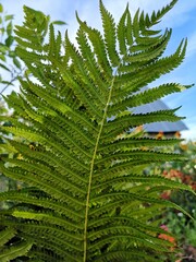 Fototapeta premium the texture of the fern