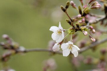 桜
