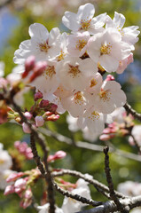 桜