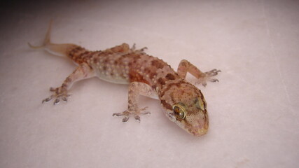  Gecko - close up Amazing Camouflage Animals, Camouflage lizards It's also called Mediterranean house gecko, akdeniz sakanguru, pacific house gecko, wall gecko, house lizard