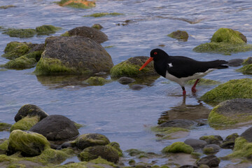 Boldly colored Pied Oystercatcher at Bruny Island, Tasmania