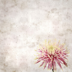 textured old paper background with unusual chrysanthemum with variedated petals 