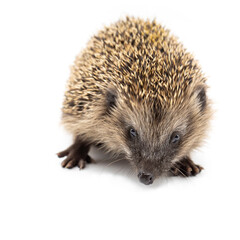 young european hedgehog isolated on white