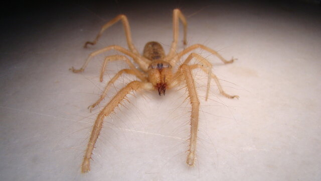 87 Beste Camel Spider Bilder Stock Fotos Vektorgrafiken Adobe Stock