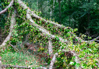 Fototapeta premium spring in the woods