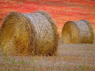 round bales of straw in the harvested fieldagainst the background of a red field
