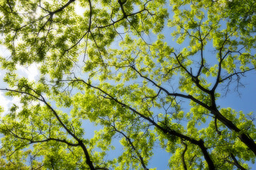 Obraz premium 新緑