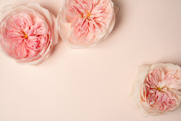 beautiful pink garden rose flat lay on feminine blush background