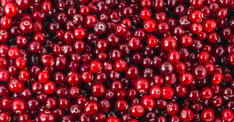 Cranberry juicy cow berry