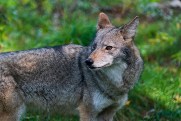 Coyote in Forest