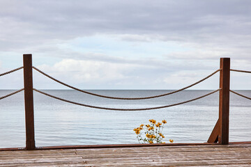 Yellow flowers growing on a wooden pier