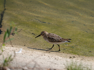 Der Vogel Alpenstrandläufer (Calidris alpina) am Rande eines Stausees