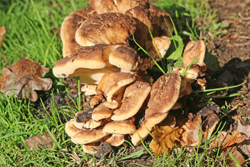 mushrooms in the woods