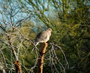 morning dove sitting on a branch