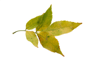 Isolated ash branch on autumn background with autumn leaves.