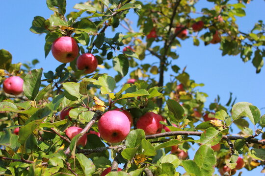 
Harvest of ripe juicy red apples on the Apple tree