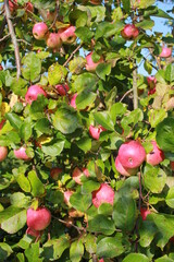 
Harvest of ripe juicy red apples on the Apple tree