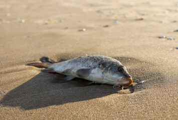 dead fish on the shore

dead fish lies on the shores of the baliar sea in spain, close-up side view.

