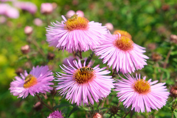 Three honey bees pollinating violet and orange aster flowers in garden.