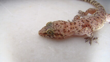  Gecko - close up Amazing Camouflage Animals, Camouflage lizards It's also called Mediterranean house gecko, akdeniz sakanguru, pacific house gecko, wall gecko, house lizard