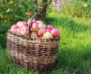 
Harvest of red ripe juicy apples in a basket in the green grass