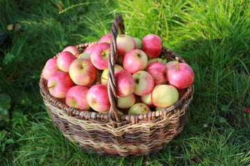 
Harvest of red ripe juicy apples in a basket in the green grass