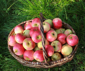 
Harvest of red ripe juicy apples in a basket in the green grass