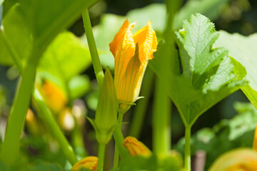 Courgette flowers on a green background, close-up