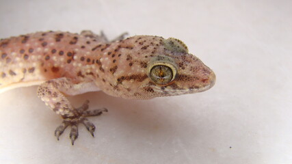  Gecko - close up Amazing Camouflage Animals, Camouflage lizards It's also called Mediterranean house gecko, akdeniz sakanguru, pacific house gecko, wall gecko, house lizard