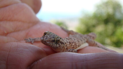 Gecko - close up
reptile on the hand
Amazing Camouflage Animals, Camouflage lizards
It's also...