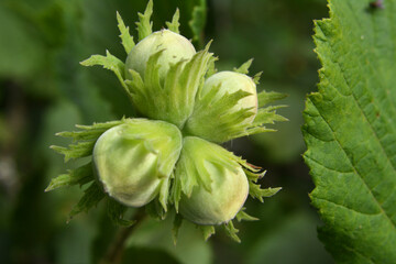 Nuts ripen on a hazel branch