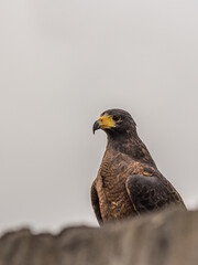 Roadside hawk looks out for prey. The roadside hawk (Rupornis magnirostris) is a relatively small bird of prey found in the Americas. This vocal species is often the most common raptor in its range.